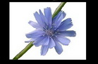 ���� ������ (Cichorium Intybus)