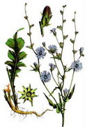 Синя жлъчка (Cichorium Intybus)