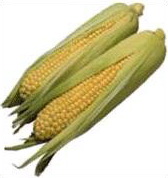 �������� (Zea Mays)