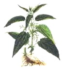 ������� (Urtica dioica)