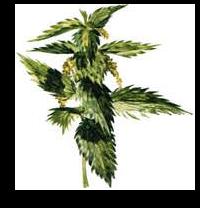 ������� (Urtica dioica)