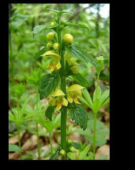 ����� ������ ������� (Lamium galeobdolon)