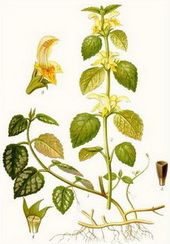 ����� ������ ������� (Lamium galeobdolon)