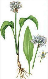 ��� �����, ��� ���(Allium ursinum)