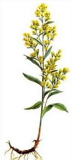 Енчец&nbsp;(Solidago virga-aurea)