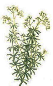 ������ (Galium)