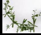 ������ (Galium)
