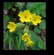 Иглика (Primula officinalis)
