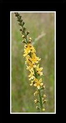 Камшик (Agrimonia eupatoria)