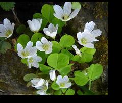 �������� (Oxalis acetosella)