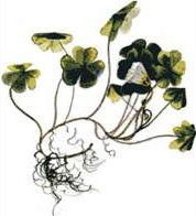 �������� (Oxalis acetosella)