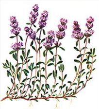 ������� (Thymus serpyllum)