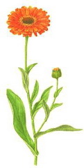 ����� (Calendula officinalis)
