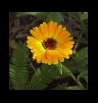�����(Calendula officinalis)