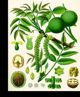 ���� (Juglans regia)