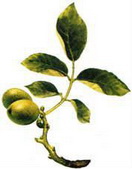 ���� (Juglans regia)