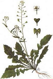 �������� �������� (Capsella bursa-pastoris)