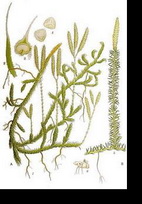 �������( Lycopodium clavatum)