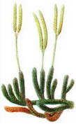 �������( Lycopodium clavatum)