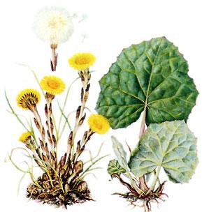 ������, ����� (Tussilago farfara)