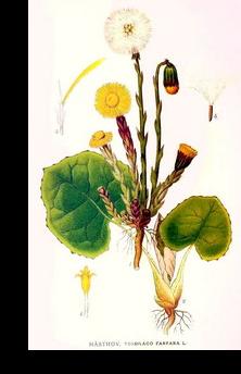 ������, ����� (Tussilago farfara)