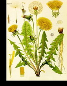 ������ (Taraxacum officinale)