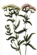 ��� ������ (Achilea millefolium)
