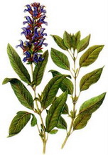 ������ (Salvia officinalis)