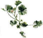 ���� (Malva vulgaris