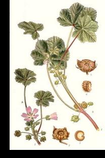 ���� (Malva vulgaris