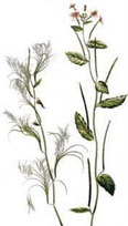 ����������� �������� (Epilobium parviflorum)