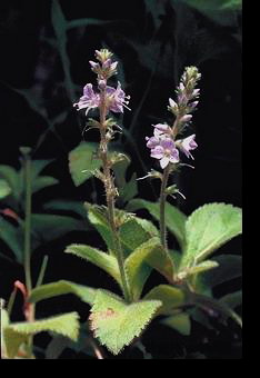 ���������� (Veronica officinalis)