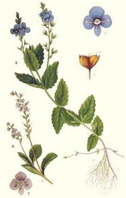 ���������� (Veronica officinalis)