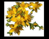 ���� ��������� (Hypericum perforatum)