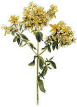 ���� ��������� (Hypericum perforatum)