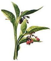 ����������, ��� �����(Symphytum officinale)