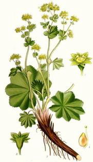 ������ (Alchemilla vulgaris)