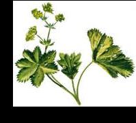 ������ (Alchemilla vulgaris)