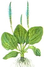Plantago lanceolata ���������� ��������