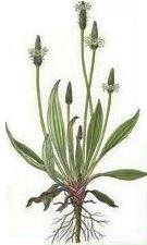 Plantago lanceolata Остролист жиловлек