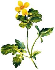 ������� ����� (Chelidonium majus)