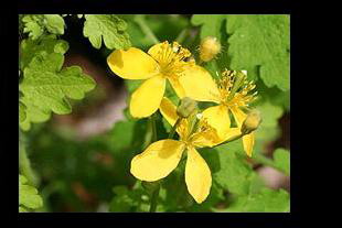 ������� ����� (Chelidonium majus)